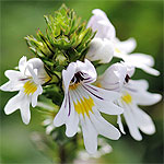 euphrasia