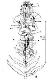Onagre bisannuelle. B Sommet d'une tige florifre