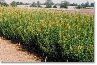 evening primrose' crop, a source of GLA