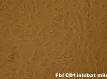 mit CD1 p3_2