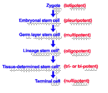 D:tesispt doctoratkepek stemgif1.gif