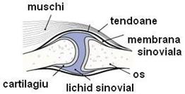 sinovial