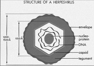 herpes 1